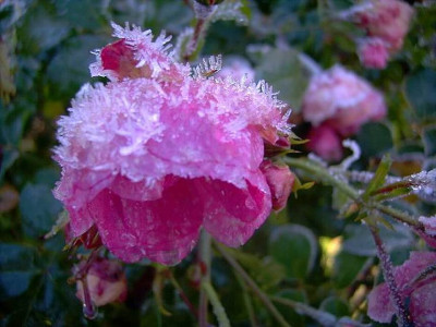 Rose_mit_Frosthaube.JPG