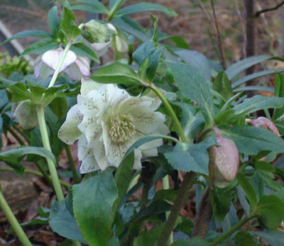 Helle-spotted-weiss-gefuellt.jpg