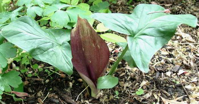 05100007_eArum_nigrum_syn_petteri.JPG