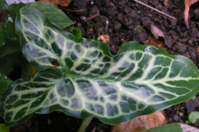 Arum_italicum_Bil_Baker.jpg