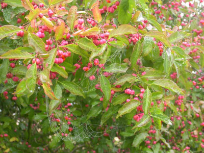 Euonymus_europaeus.jpg