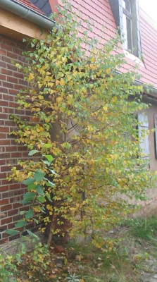 baum1.jpg