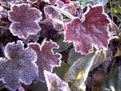Heuchera.JPG