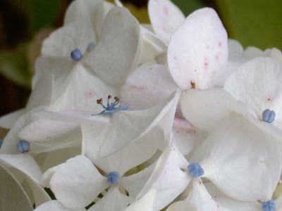 Hydrangea-macrophylla.jpg