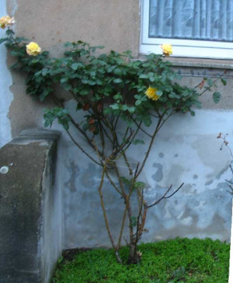 Omamas_rose_ganz.jpg