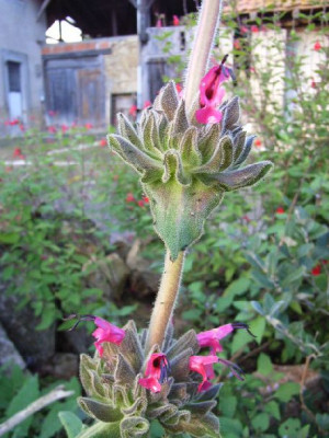 Sal.spathaceae.JPG