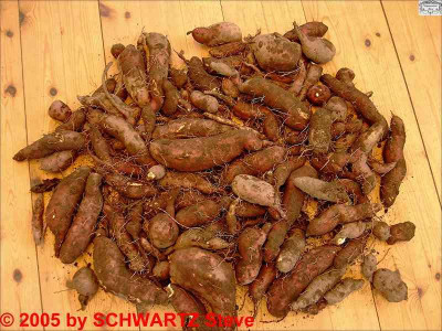 Ipomoea_batatas_Schaugarten_0.jpg