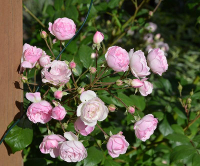 Rose-MozartsLady.15-1.jpg