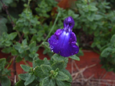 S.cham._Violet.JPG