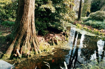 Taxodium_distichum_mit_Wasserspiegel.jpg