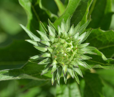 Echinacea-Knospe1.15-1.jpg