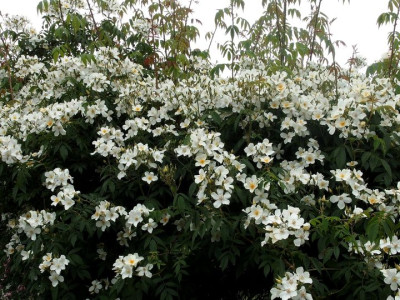 R. brunonii_P6210896.jpg