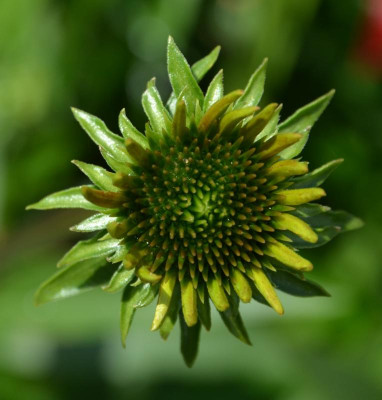 Echinacea-Knospe2.15-1.jpg