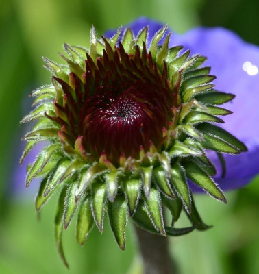 Echinacea-Knospe3.15-1.jpg