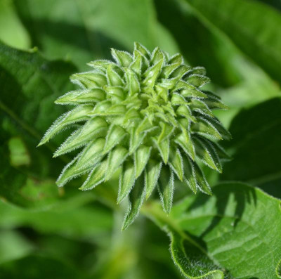 Echinacea-Knospe4.15-1.jpg