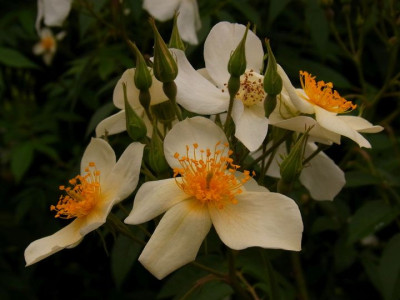 R. brunonii_Ga 2_RIMG0118.jpg