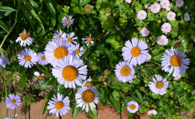 Aster_tongolensis.15-1.jpg