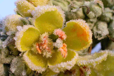 RauhreifVerbascum.jpg