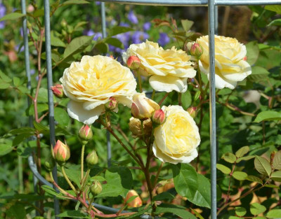 Rose-TeasingGeorgia.15-1.jpg