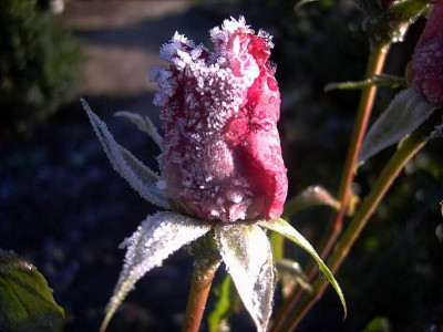 Eisknospe_rot.JPG
