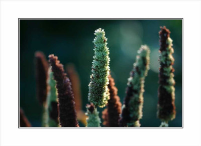 Agastache_1_19-11-05.jpg