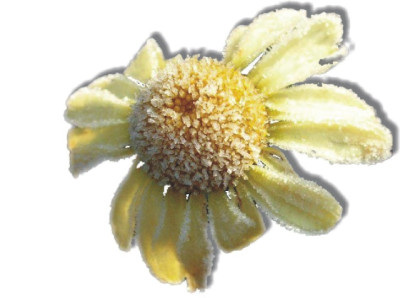 Anthemis-geeist.jpg