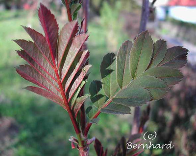 sorbus_hupehensis_vor_rueck.jpg