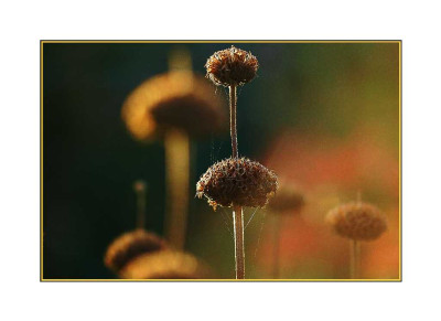 Phlomis_1_19-11-05.jpg