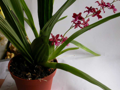 Orchidee_1.jpg