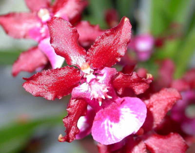 Orchidee_2.jpg