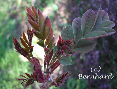 sorbus_hupehensis_entfaltet.jpg