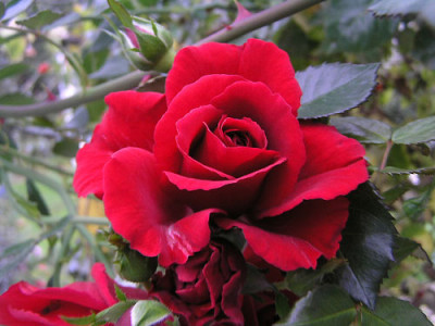 Rote_Kletterrose___8.jpg