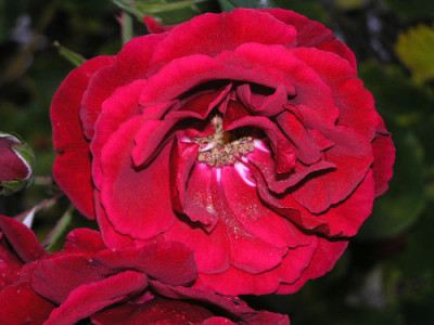 Rote_Kletterrose_4.jpg