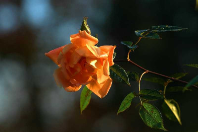 Rosa_Bridge_of_Sigh_1_19-11-05.jpg