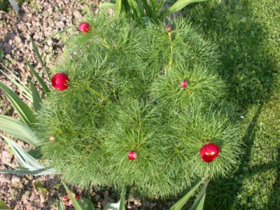 P.tenuifolia_heute_morgen_2.JPG