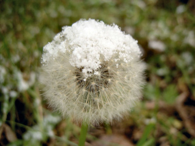 loewenzahnschnee.jpg