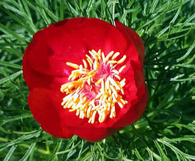 p.tenuifolia_offen_2.jpg