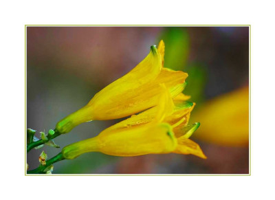 Hemerocallis_1_19-11-2005.jpg