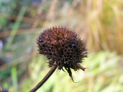 Monarda_Gardenview_Scarlet_Nov.jpg