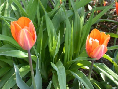 Tulpe_Prinzess_Irene_2.jpg