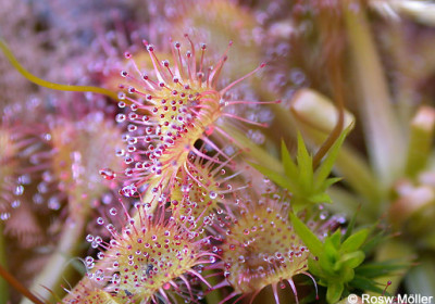 Drosera_rotundifolia_2005.jpg
