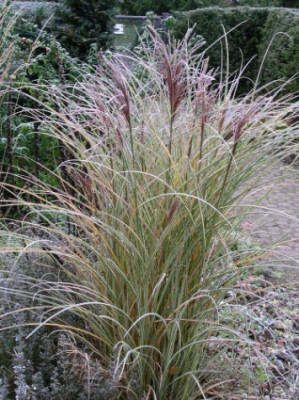 Miscanthus_Morning_Light_blueht.jpg