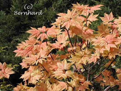 acer_pseudoplatanus_brilli3.jpg