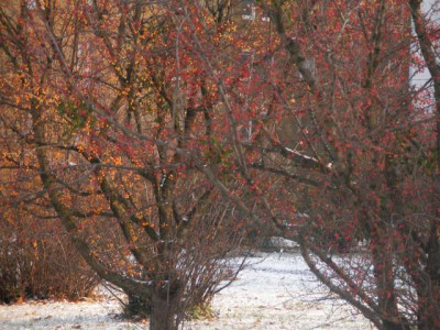 2005-11-23_gelbrot.jpg