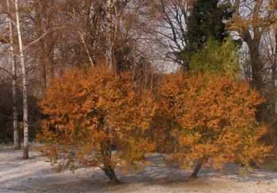 2005-11-23_HBV_nothofagus_antartica.jpg