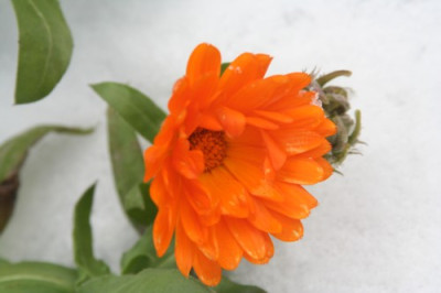 Ringelblume_im_Schnee.JPG