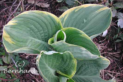 hosta_gross3.jpg
