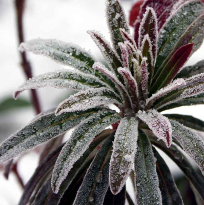 Euphorbia-Raureif.jpg