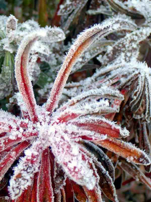 Euphorbia-amgyd.-im-Raureif.jpg