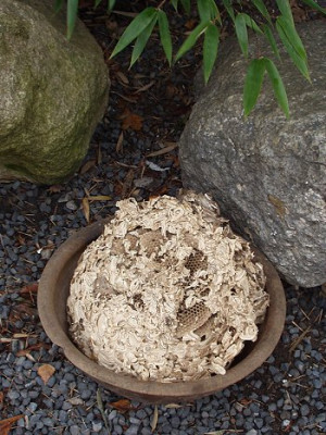 nest2.jpg